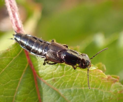 Réf. 293 985 : Philonthus splendens